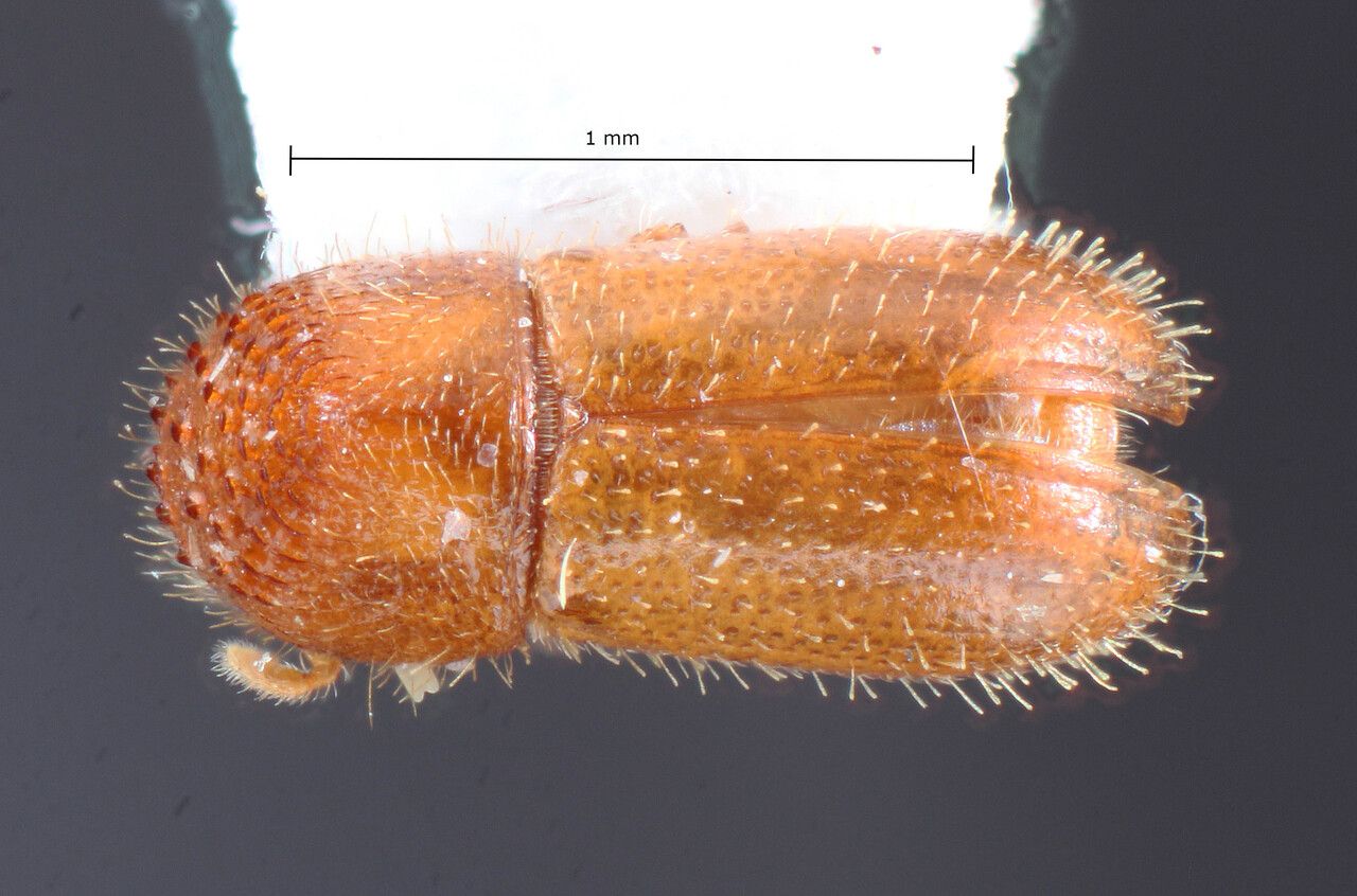 Genus / Species: Cryptocarenus pilosus | Image Author: TH Atkinson | Location: Brazil, Rôndonia, Ariquemes, 62 km SW | Collection: University of Texas Insect Collection