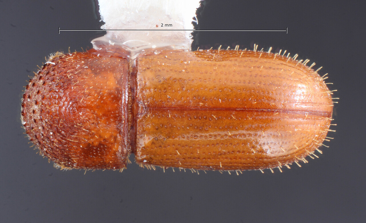 Genus / Species: Cryptocarenus brevicollis | Image Author: TH Atkinson | Location: Brazil, São Paulo, Lençois Paulista | Collection: University of Texas Insect Collection