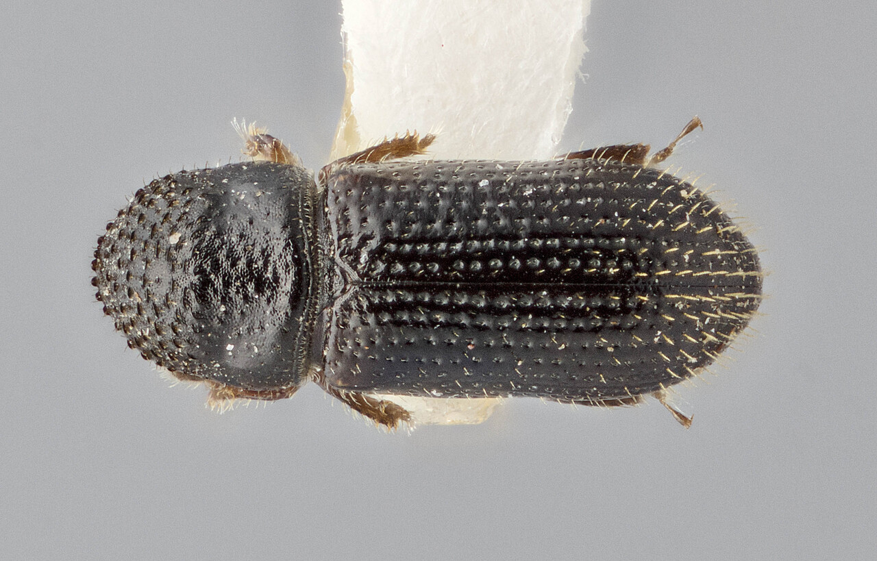 Genus / Species: Eidophelus kinabaluensis | Image Author: J Buffam | Location: Malaysia, Sabah, Mt. Kinabalu Natl. Park | Image Type: holotype | Collection: Canadian National Collection of Insects, Arachnids and Nematodes