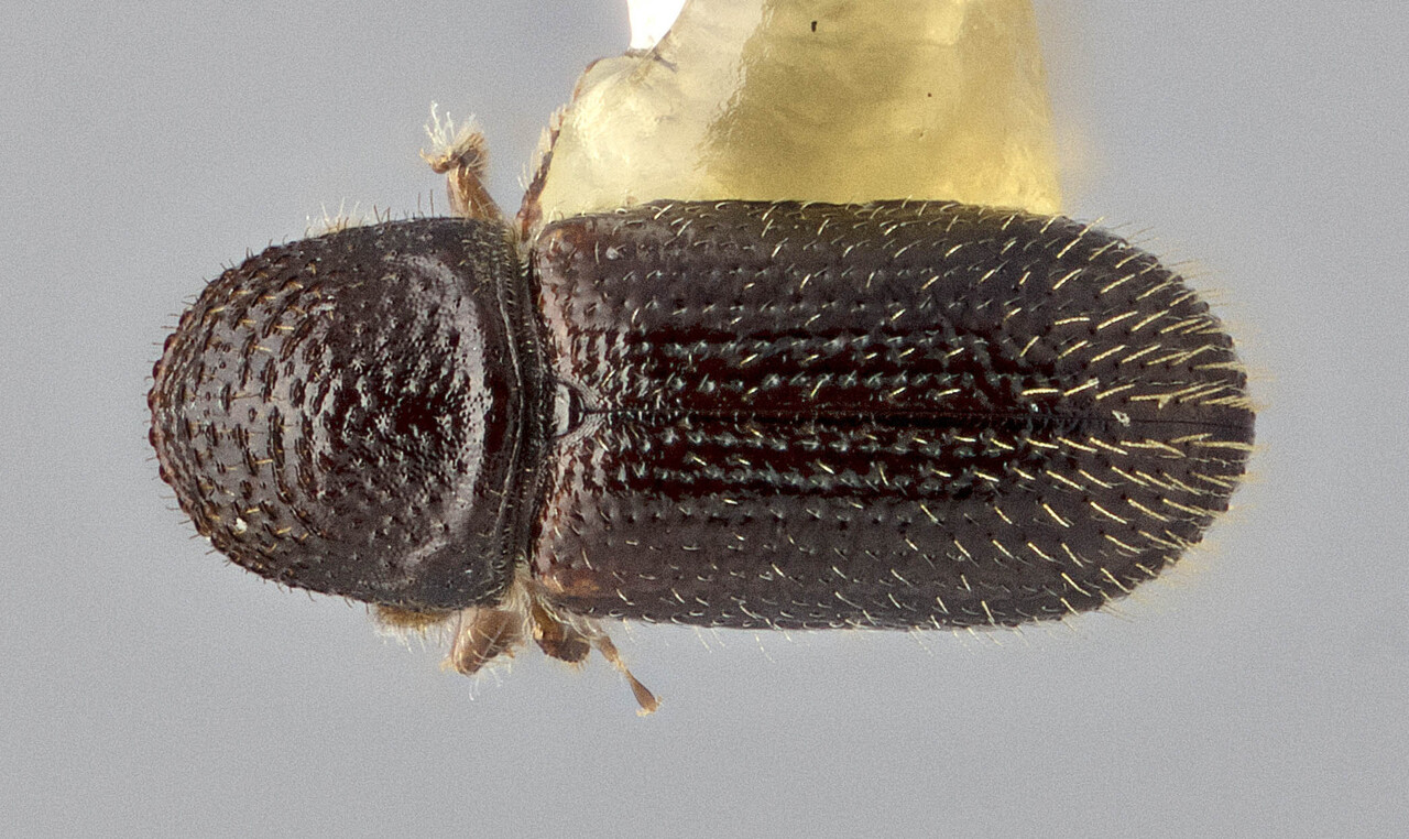 Genus / Species: Eidophelus brighti | Image Author: TH Atkinson | Location: Malaysia, Sabah, Mt. Kinabalu Natl. Park, new hit | Image Type: holotype | Collection: Canadian National Collection of Insects, Arachnids and Nematodes