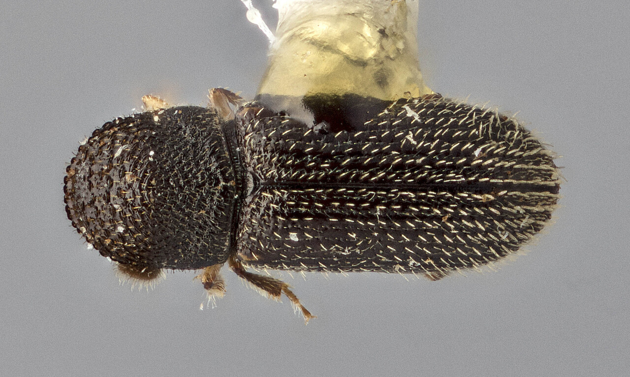 Genus / Species: Eidophelus podocarpi | Image Author: TH Atkinson | Location: Malaysia, Sabah, Mt. Kinabalu Natl. Park | Image Type: paratype | Collection: Canadian National Collection of Insects, Arachnids and Nematodes