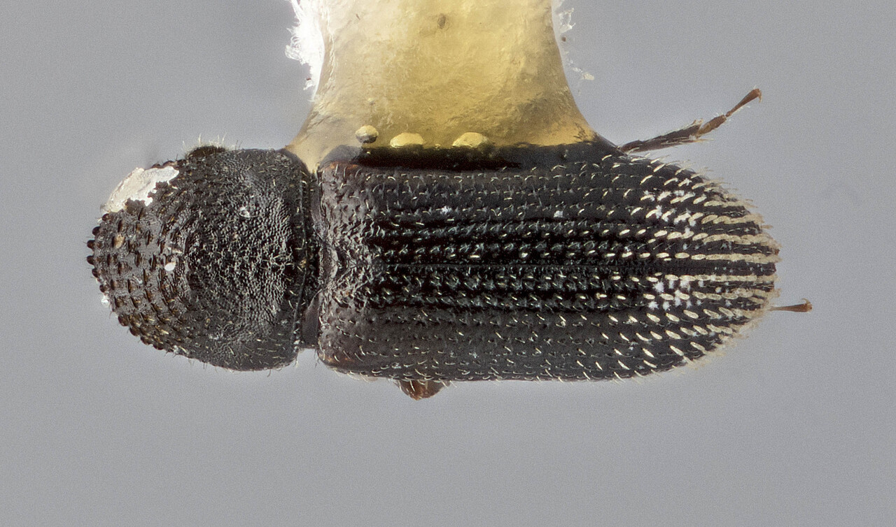 Genus / Species: Eidophelus rhododendri | Image Author: TH Atkinson | Location: Malaysia, Sabah, Mt. Kinabalu Natl. Park | Image Type: holotype | Collection: Canadian National Collection of Insects, Arachnids and Nematodes