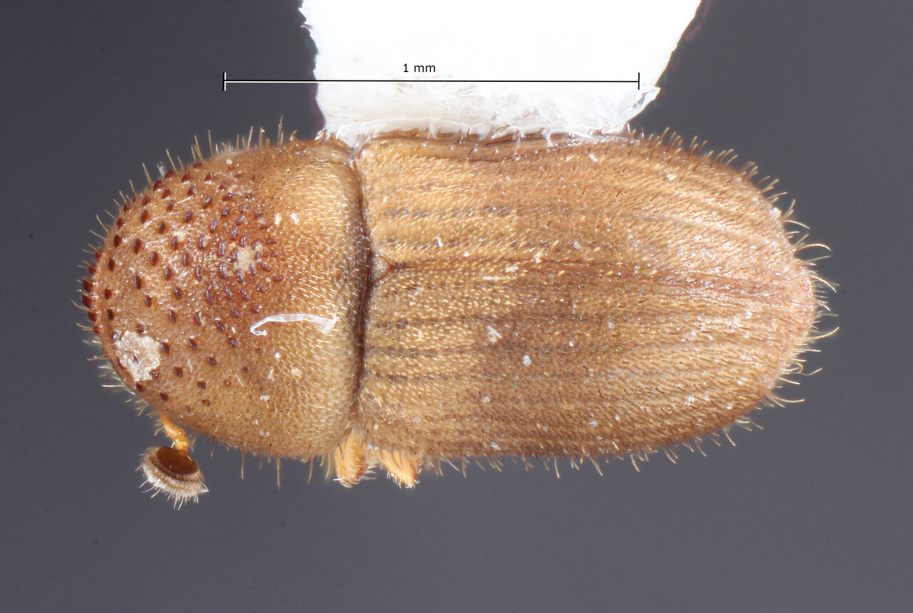 Genus / Species: Cryphalus mangiferae | Image Author: TH Atkinson | Location: United States, Florida, Homestead, IFAS TREC | Collection: University of Texas Insect Collection