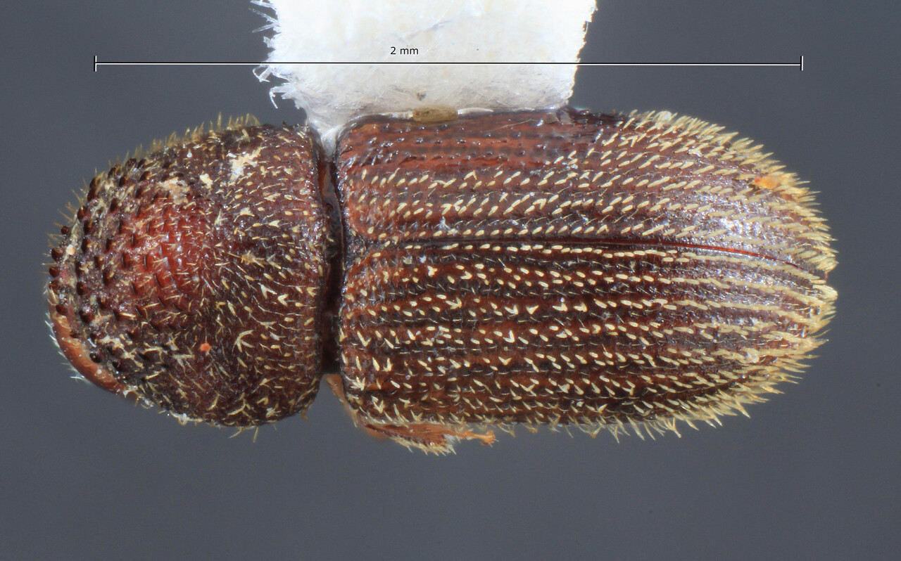 Genus / Species: Hypothenemus foelkelae | Image Author: TH Atkinson | Location: Brazil, Santa Catarina, Agua Doce | Collection: Faculdade de Engenharia