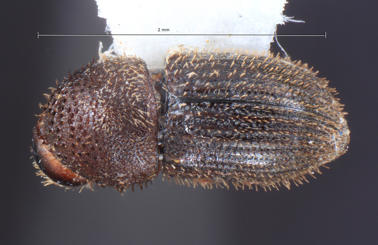 Genus / Species: Hypothenemus olzenoi | Image Author: TH Atkinson | Location: Brazil, Rôndonia, Ouro Preto do Oeste | Collection: Faculdade de Engenharia