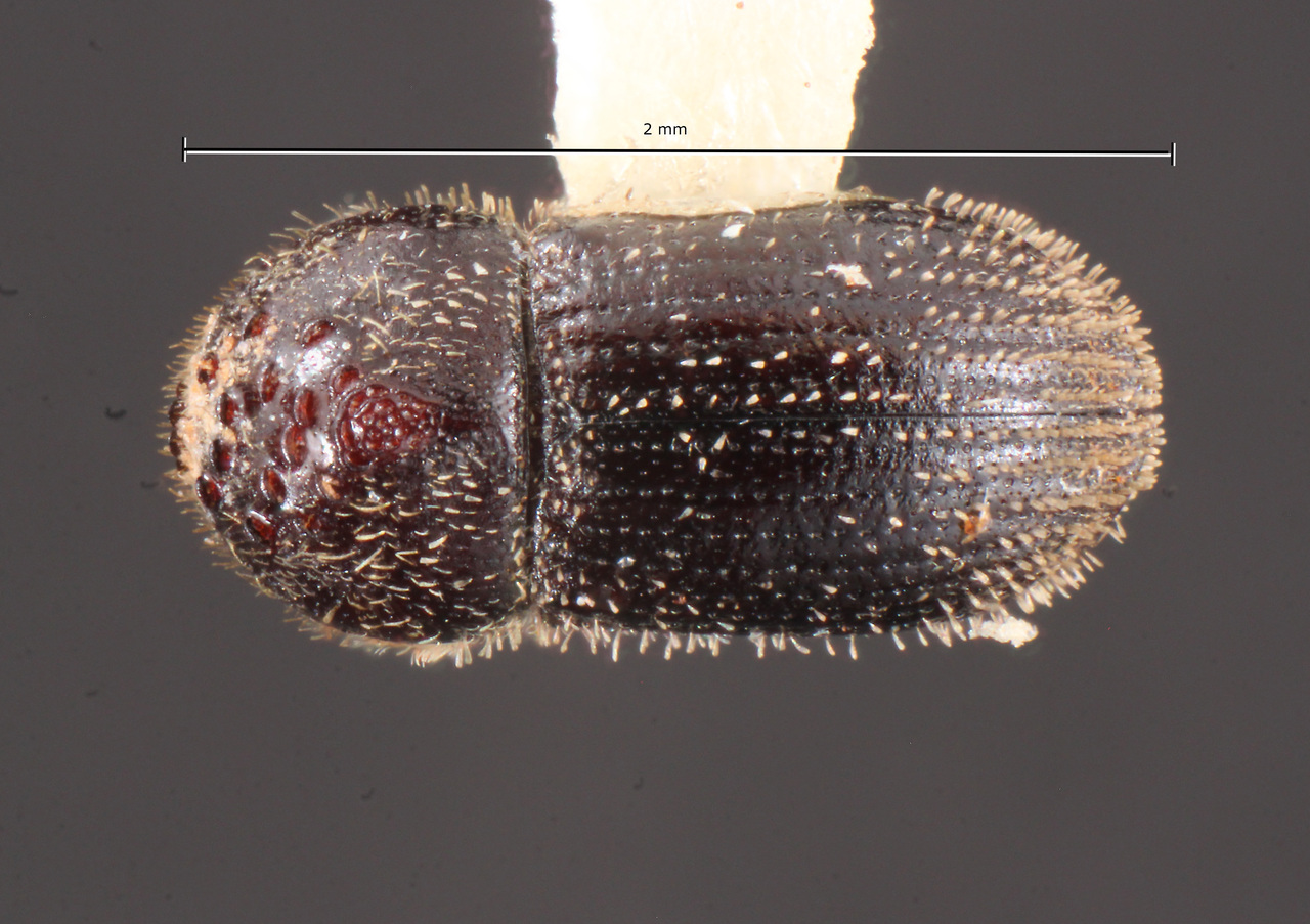 Genus / Species: Hypothenemus rotundicollis | Image Author: TH Atkinson | Location: México, Guerrero, Las Cruces, 20 mi E | Collection: Texas A&M University Insect Collection
