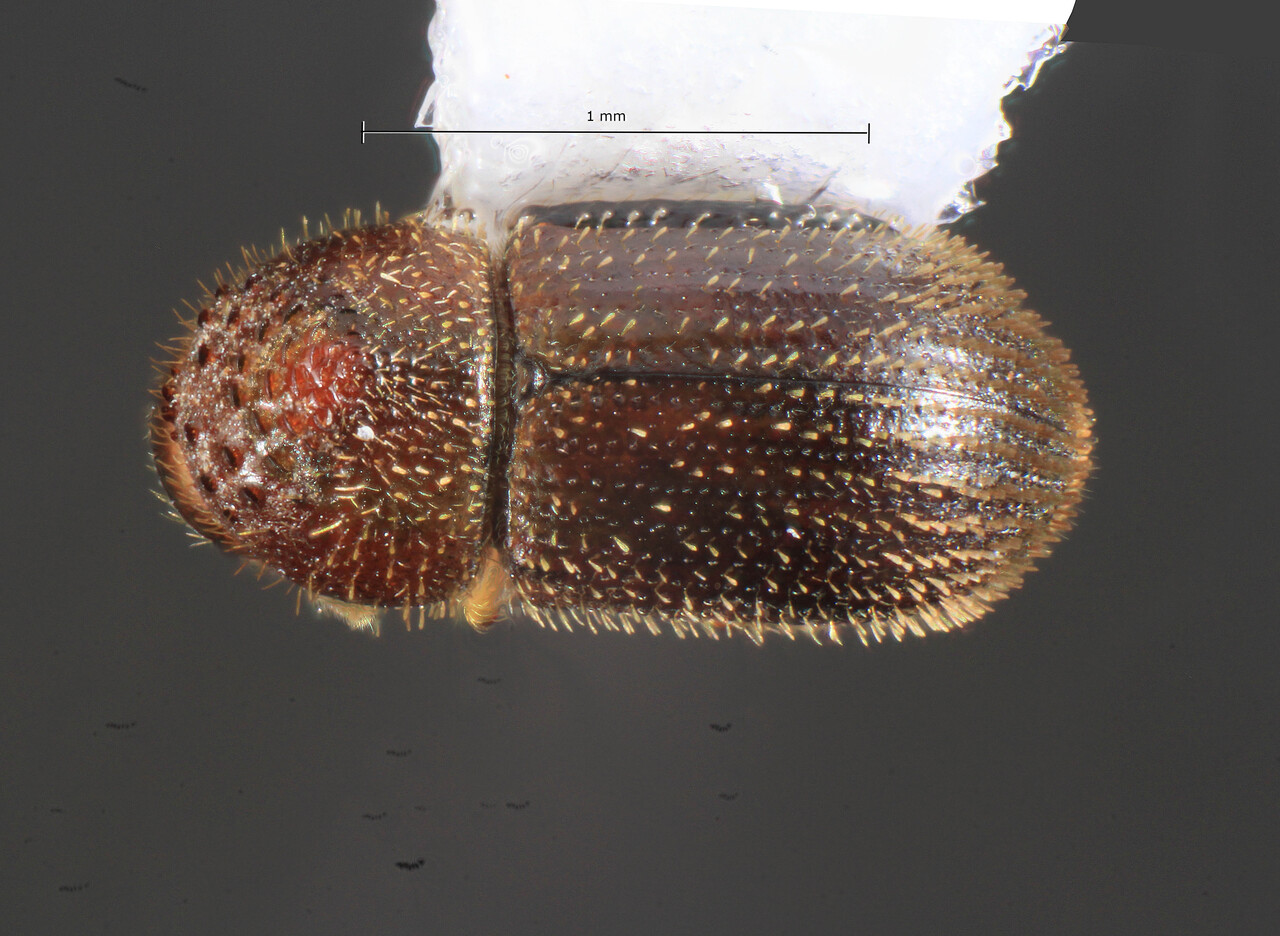Genus / Species: Hypothenemus birmanus | Image Author: TH Atkinson | Location: México, Veracruz, Barra Sontecomapan | Collection: University of Texas Insect Collection