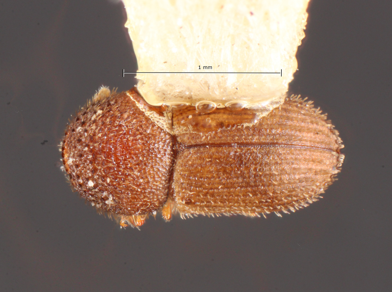 Genus / Species: Hypothenemus dolosus | Image Author: TH Atkinson | Location: México, Oaxaca, Uxpanapa | Collection: Centro de Entomología y Acarología
