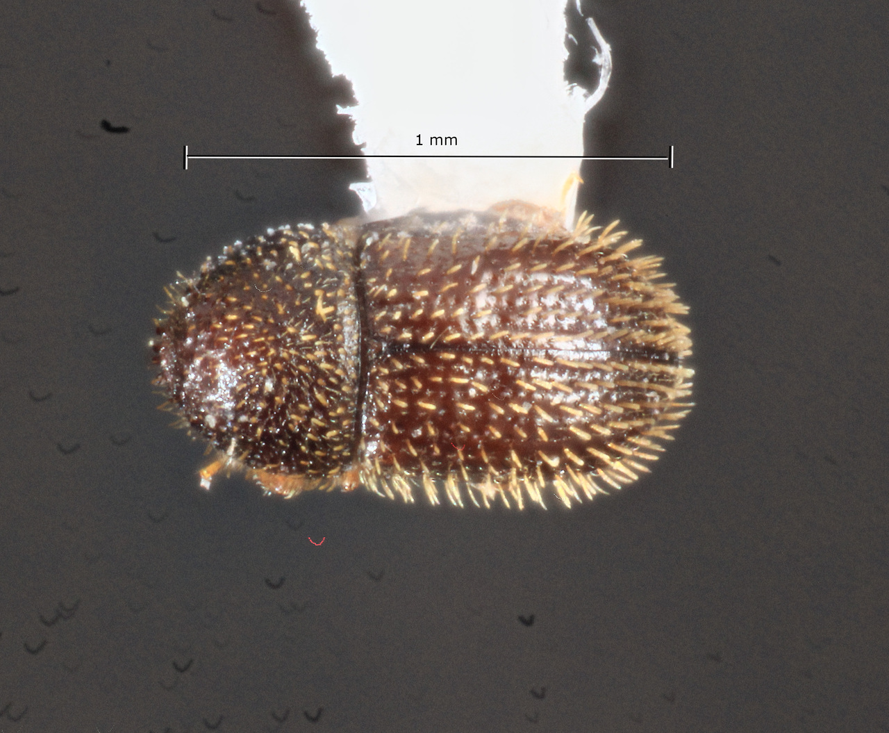 Genus / Species: Hypothenemus exiguus | Image Author: TH Atkinson | Location: United States, Texas, Laguna Atscosa NWR | Collection: Texas A&M University Insect Collection