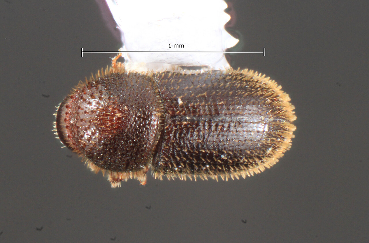 Genus / Species: Hypothenemus glabratulus | Image Author: TH Atkinson | Location: Perú, Junin, Vivero Fundo Génova | Collection: Florida State Collection of Arthropods
