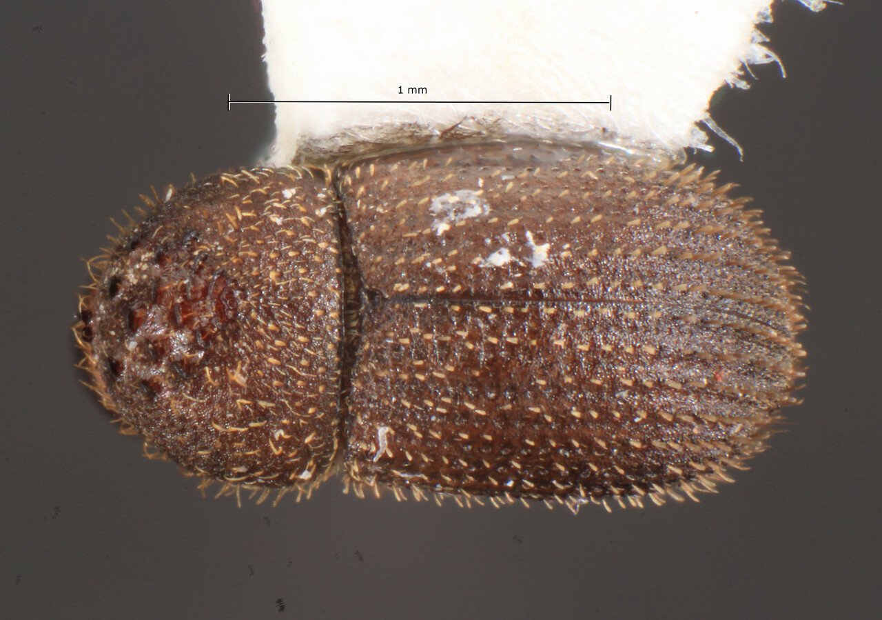 Genus / Species: Hypothenemus granulatus | Image Author: TH Atkinson | Location: Curaçao, Christoffel Park | Image Type: holotype | Collection: Florida State Collection of Arthropods