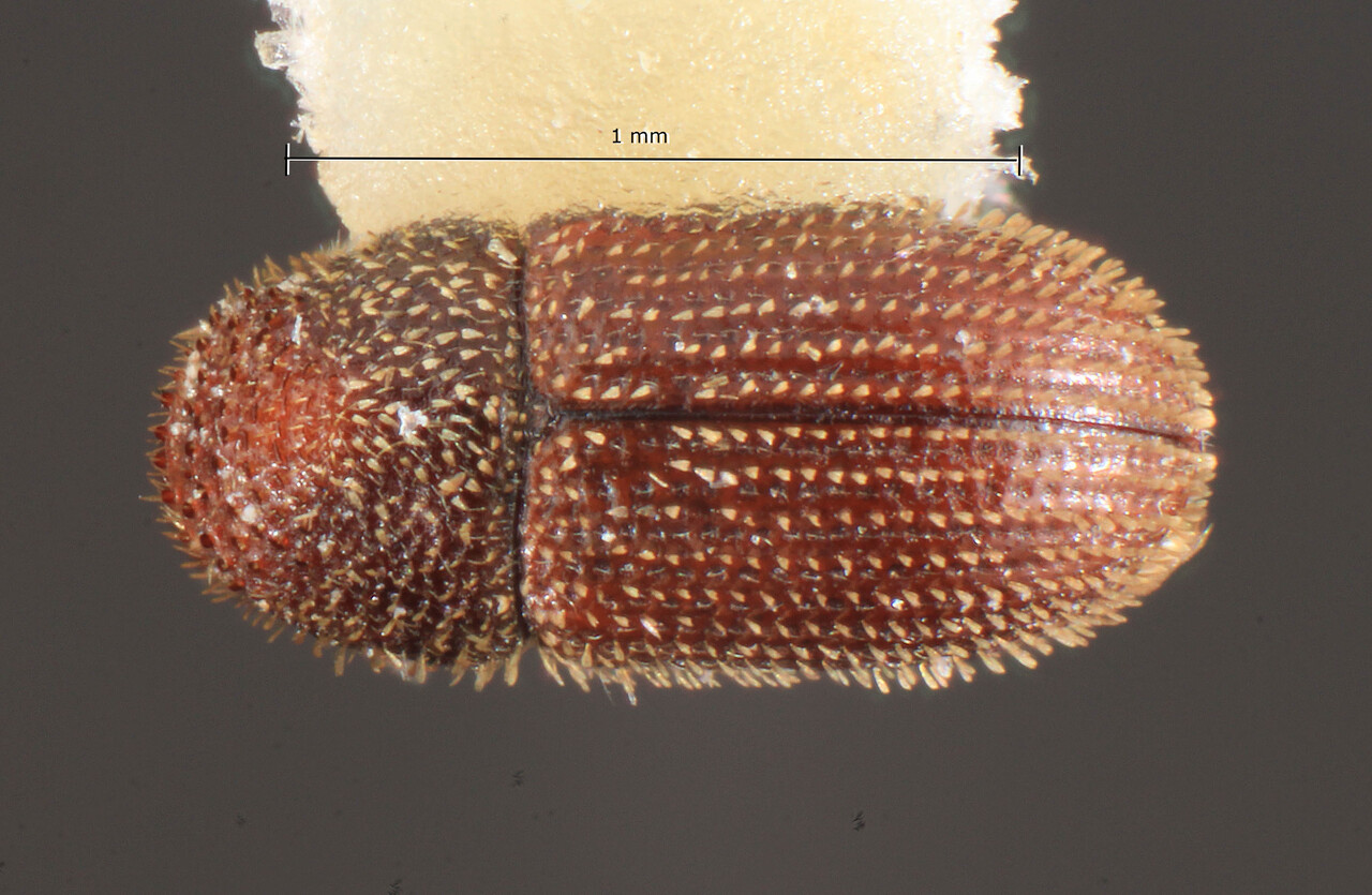 Genus / Species: Hypothenemus improvidus | Image Author: TH Atkinson | Location: Lesser Antilles, Grenada, Mirabeau Agr. School | Image Type: holotype | Collection: Florida State Collection of Arthropods