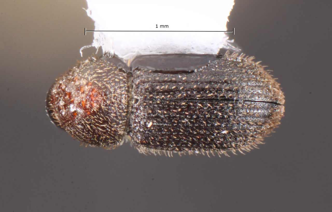 Genus / Species: Hypothenemus indigens | Image Author: TH Atkinson | Location: México, Sonora, Microwave tower, Navajoa-Alamos hwy. | Collection: University of Texas Insect Collection