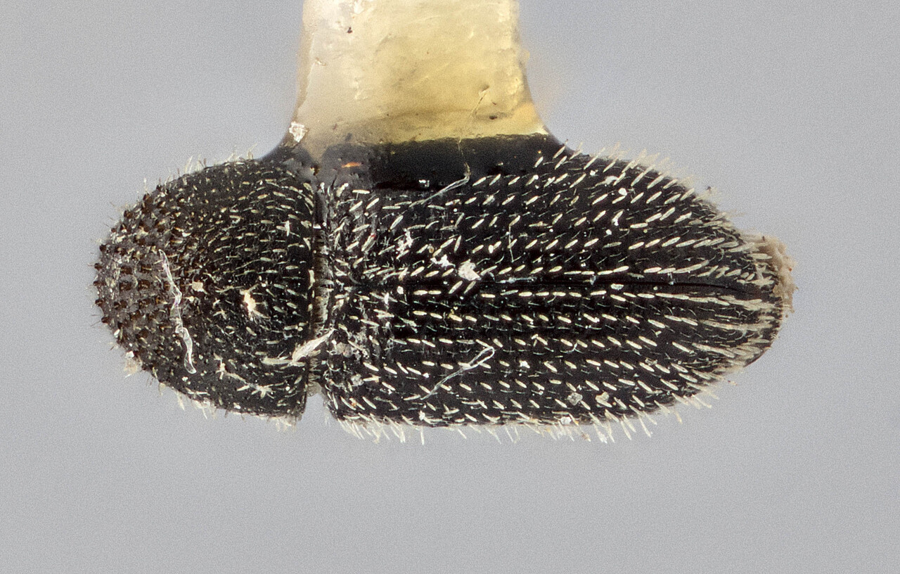 Genus / Species: Hypothenemus indigenus | Image Author: J Buffam | Location: Ecuador, Galápagos, Santa Cruz, El Puntudo | Image Type: holotype | Collection: Canadian National Collection of Insects, Arachnids and Nematodes