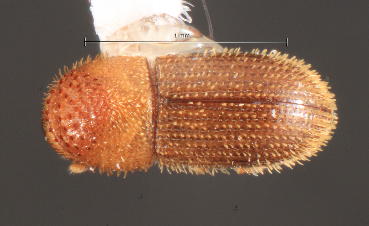 Genus / Species: Hypothenemus inordinatus | Image Author: TH Atkinson | Location: Cayman Is, west end lighthouse | Image Type: holotype | Collection: Florida State Collection of Arthropods