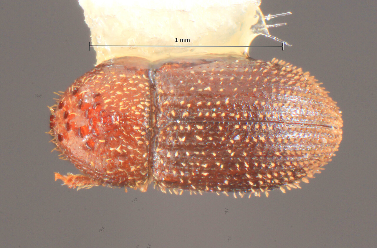 Genus / Species: Hypothenemus leptosquamus | Image Author: TH Atkinson | Location: Curaçao, Christoffel Park | Image Type: holotype | Collection: Florida State Collection of Arthropods