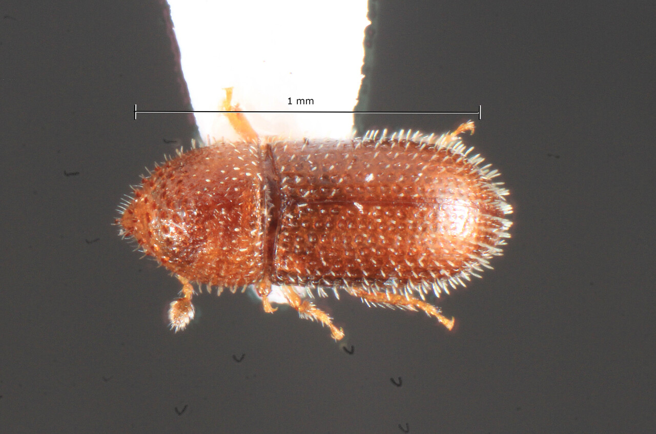 Genus / Species: Hypothenemus miles | Image Author: TH Atkinson | Location: United States, Florida, Hypoluxo Scrub Natural Area | Collection: University of Texas Insect Collection