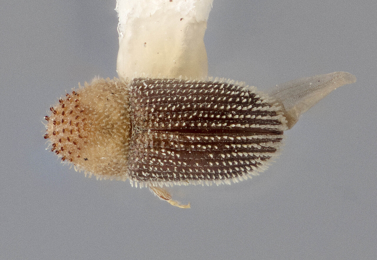 Genus / Species: Hypothenemus insulanus | Image Author: J Buffam | Location: Ecuador, Galápagos, Villamil, 1 km W | Image Type: holotype | Collection: Canadian National Collection of Insects, Arachnids and Nematodes