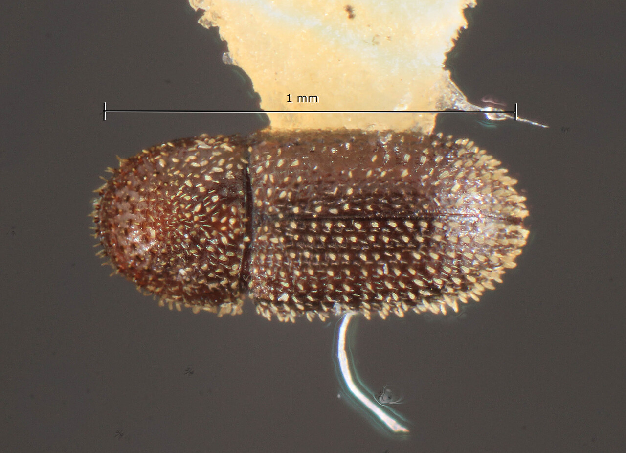 Genus / Species: Hypothenemus perexiguus | Image Author: TH Atkinson | Location: Bahamas, Matthew Town | Image Type: holotype | Collection: Florida State Collection of Arthropods