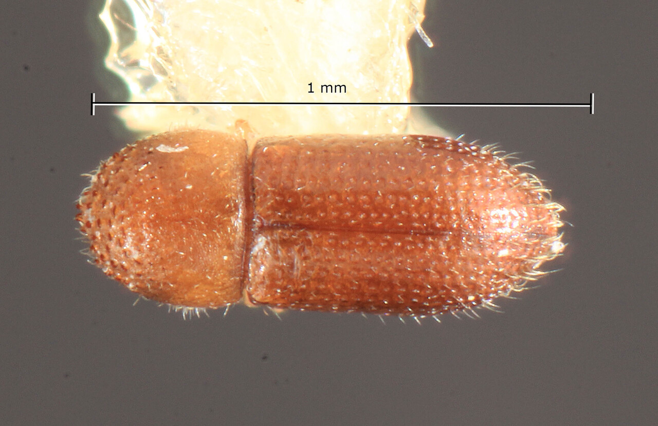 Genus / Species: Hypothenemus piaparolinae | Image Author: TH Atkinson | Location: México, Jalisco, Estación de Biología Chamela | Collection: Colección Nacional de Insectos
