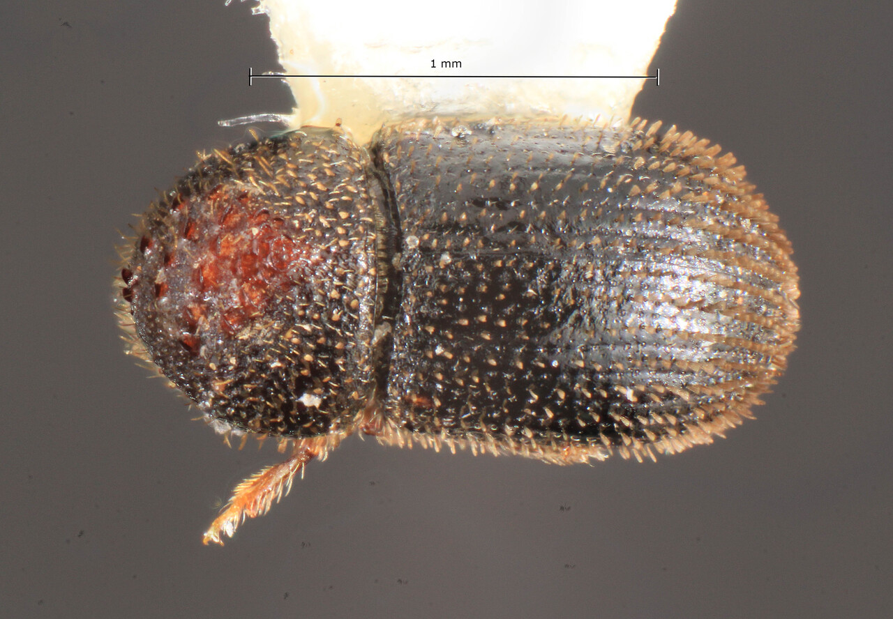 Genus / Species: Hypothenemus ponticus | Image Author: TH Atkinson | Location: Curaçao, Carmabi | Image Type: holotype | Collection: Florida State Collection of Arthropods