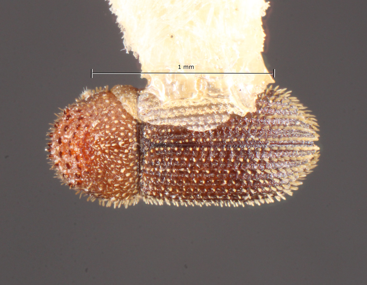 Genus / Species: Hypothenemus solocis | Image Author: TH Atkinson | Location: México, Jalisco, Chamela | Collection: Colección Nacional de Insectos