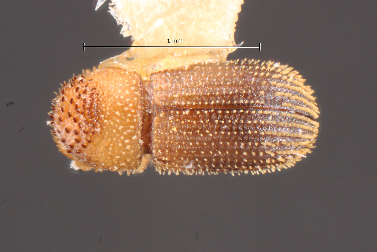 Genus / Species: Hypothenemus squamosus | Image Author: TH Atkinson | Location: México, Jalisco, Chamela | Collection: Colección Nacional de Insectos