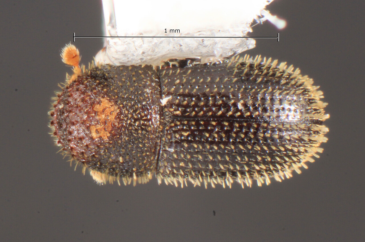Genus / Species: Hypothenemus subterrestris | Image Author: TH Atkinson | Location: United States, Florida, K. Ordway Pres., 3 mi E Melrose | Image Type: holotype | Collection: Florida State Collection of Arthropods