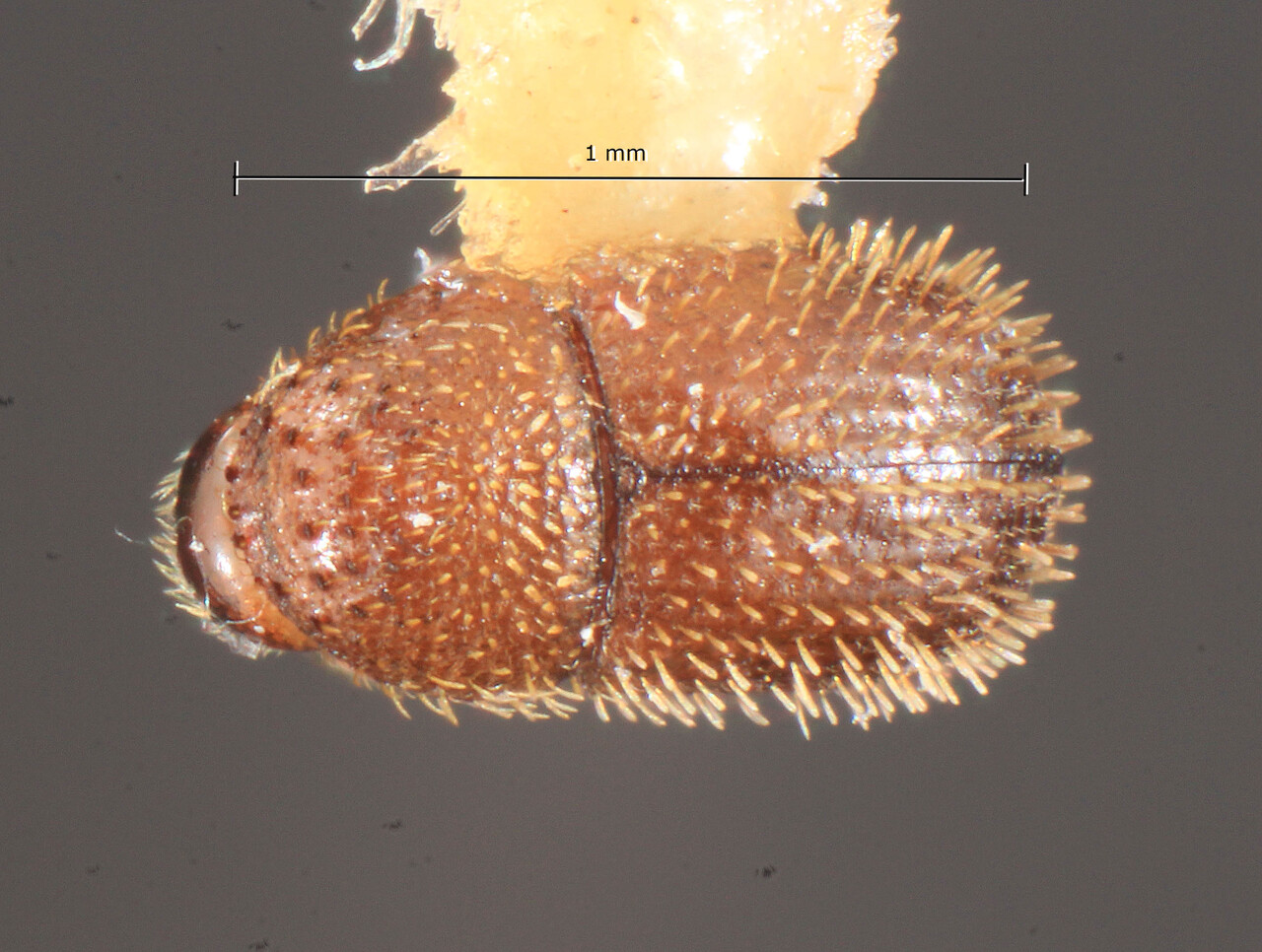 Genus / Species: Hypothenemus turnbowi | Image Author: TH Atkinson | Location: Bahamas, Uncle Charlie’s Blue Hole | Image Type: holotype | Collection: Florida State Collection of Arthropods