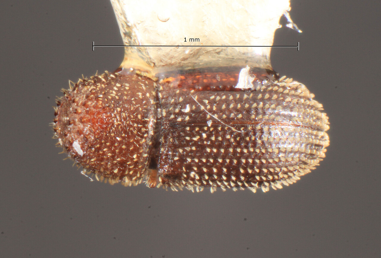 Genus / Species: Hypothenemus vernaculus | Image Author: TH Atkinson | Location: Curaçao, Christoffel Park | Image Type: holotype | Collection: Florida State Collection of Arthropods