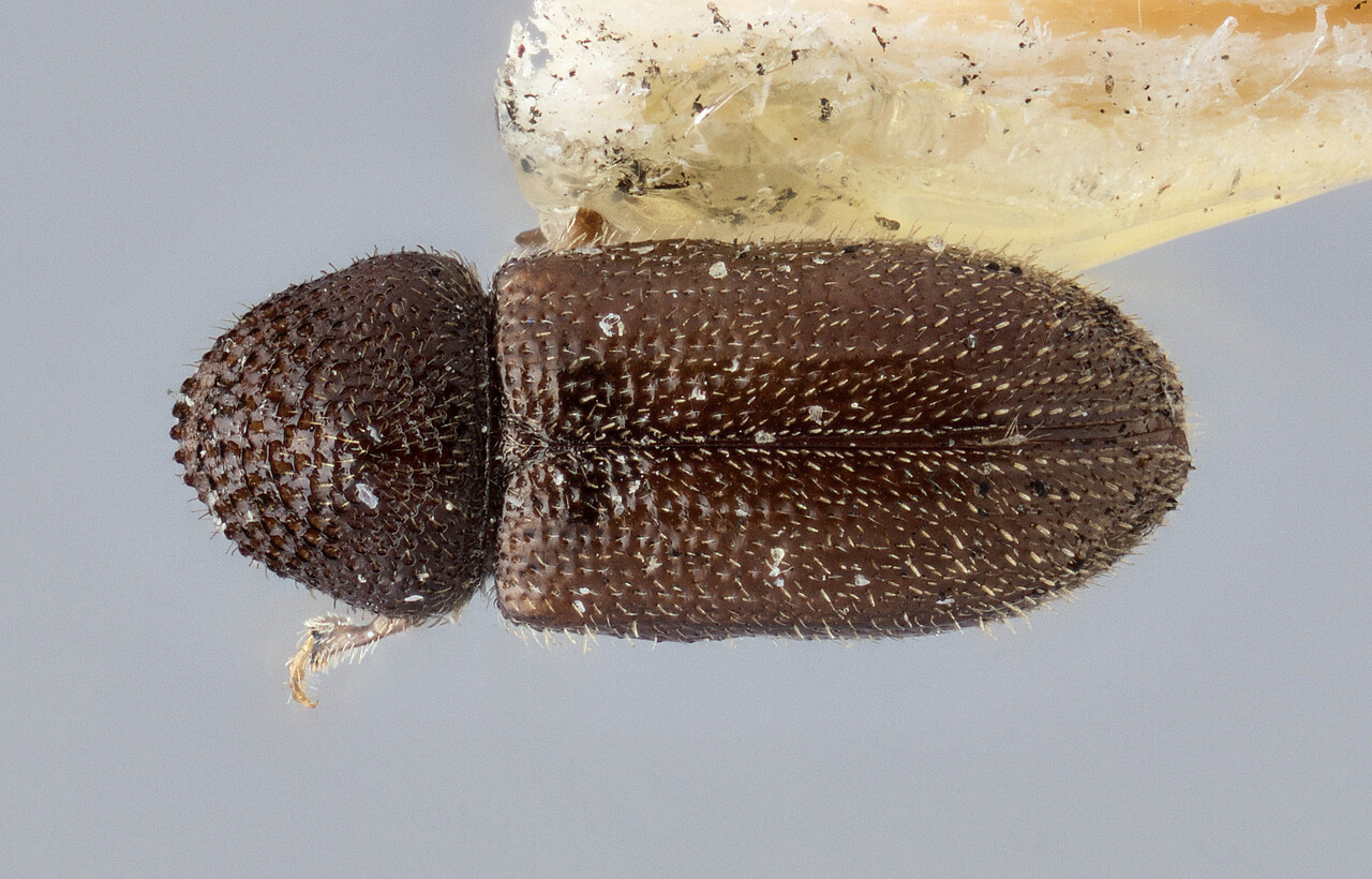 Genus / Species: Trypophloeus nitidus | Image Author: J Buffam | Location: Canada, Nova Scotia, Weymouth | Image Type: lectotype | Collection: Canadian National Collection of Insects, Arachnids and Nematodes