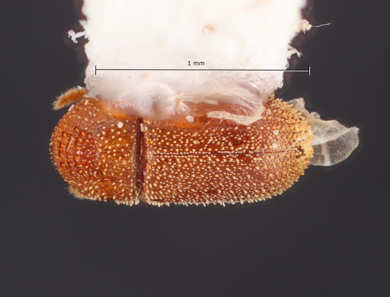 Genus / Species: Acorthylus gracilis | Image Author: TH Atkinson | Location: Brazil, Rôndonia, Ariquemes, 62 km SW | Collection: Florida State Collection of Arthropods