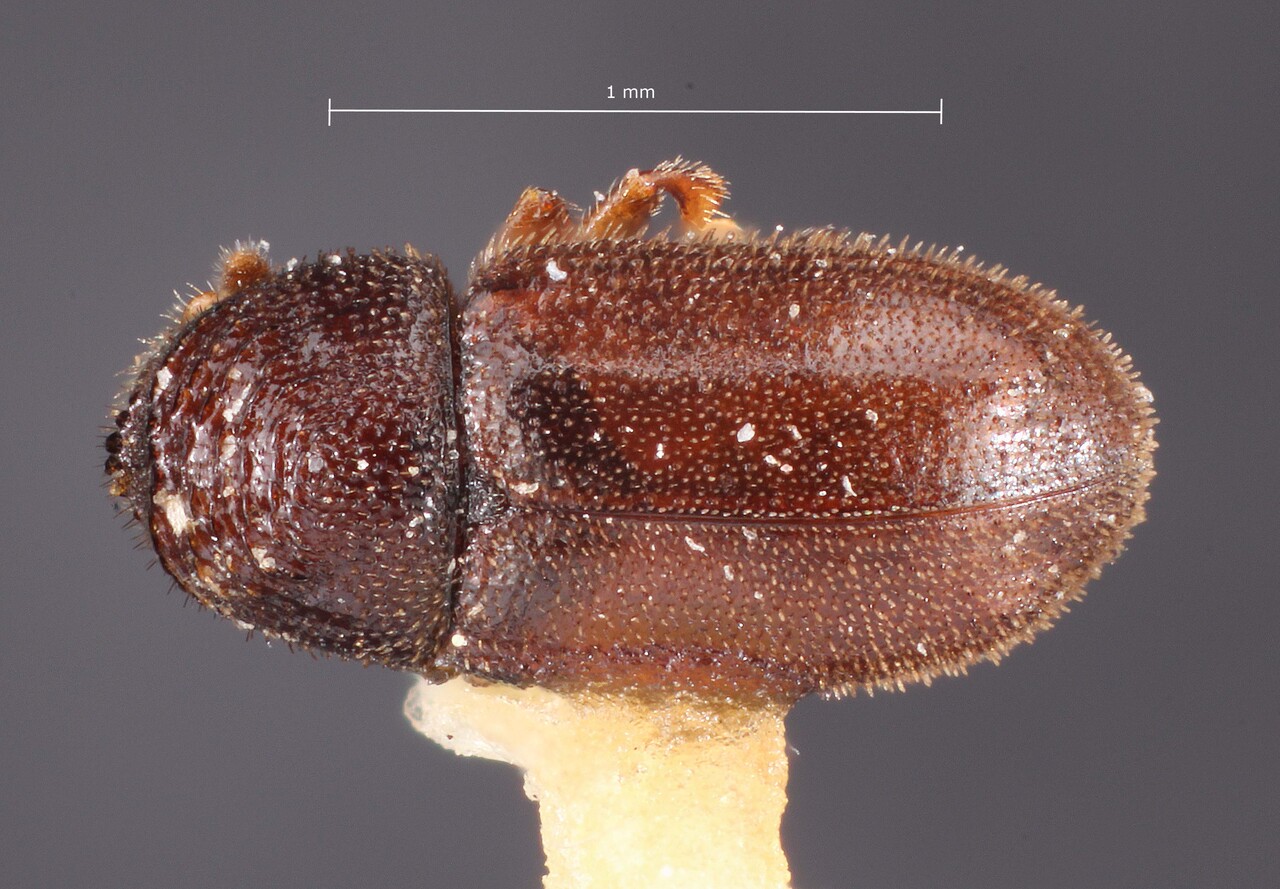 Genus / Species: Trypophloeus thatcheri | Image Author: TH Atkinson | Location: United States, California, Blue Lake, 2 miles NW  | Image Type: holotype | Collection: Snow Entomological Museum, Univ. Kansas