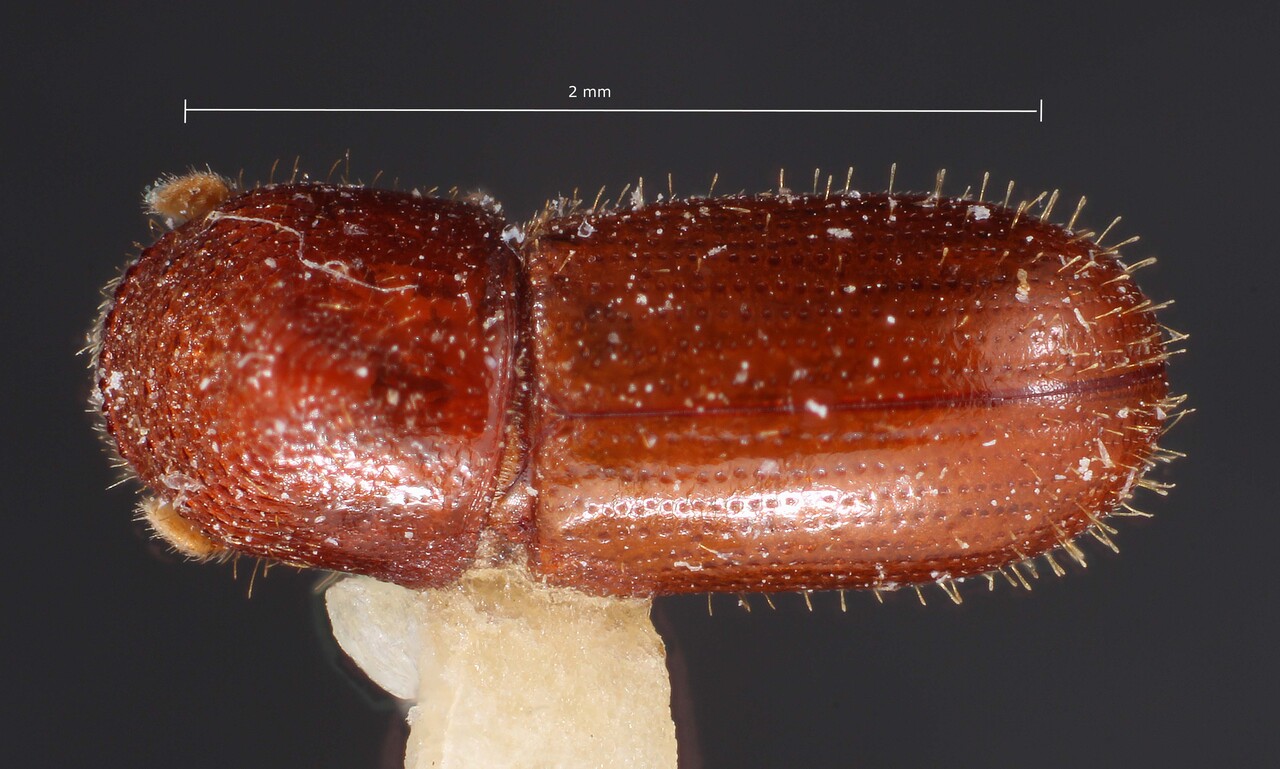 Genus / Species: Cryptocarenus beaveri | Image Author: TH Atkinson | Location: Brazil, Mato Grosso, Xavantina, 260 km N | Image Type: holotype | Collection: British Museum (Natural History)