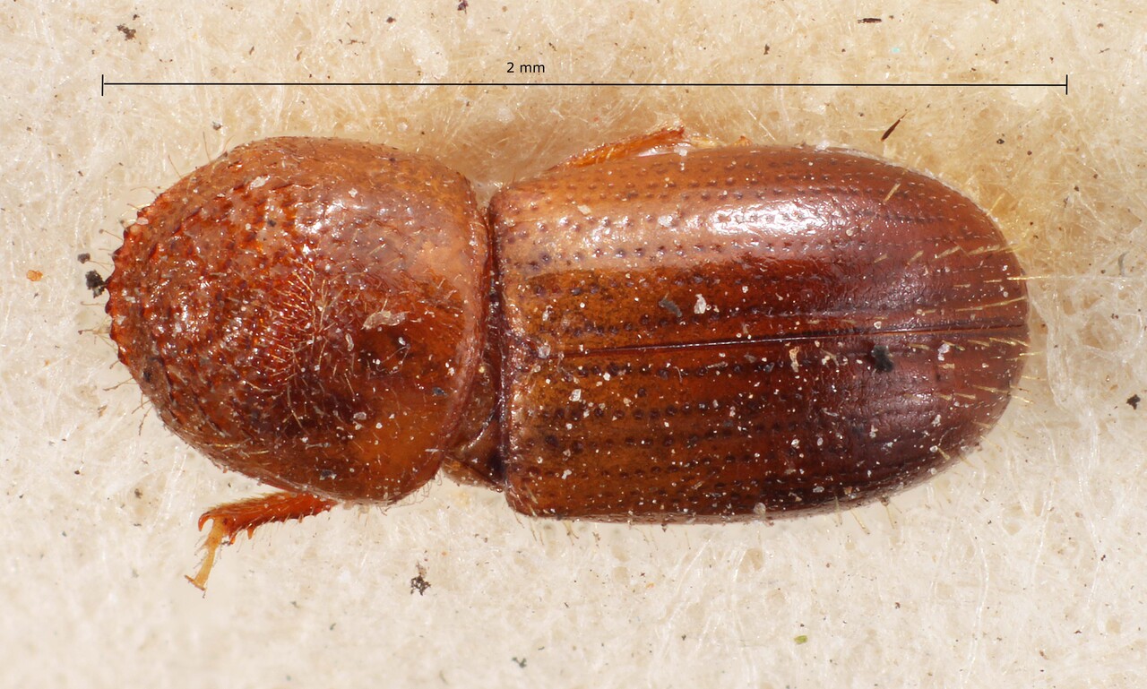 Genus / Species: Cryptocarenus laevigatus | Image Author: TH Atkinson | Location: Panamá, Chiriquí, Los Remedios | Image Type: lectotype | Collection: British Museum (Natural History)