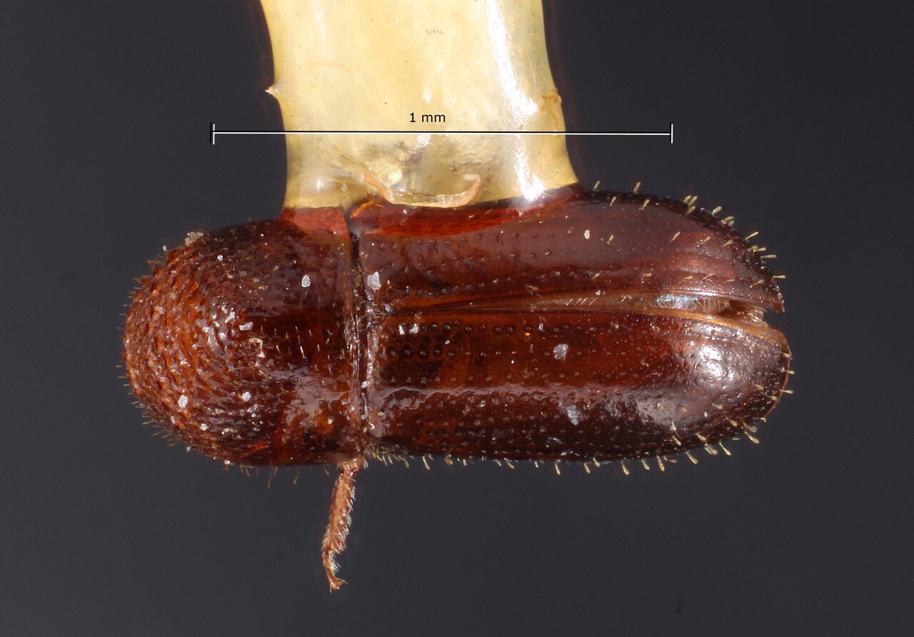 Genus / Species: Cryptocarenus heveae | Image Author: TH Atkinson | Location: United States, Florida, Everglades Natl. Pk., Royal Palm Hammock | Image Type: holotype | Collection: Snow Entomological Museum, Univ. Kansas