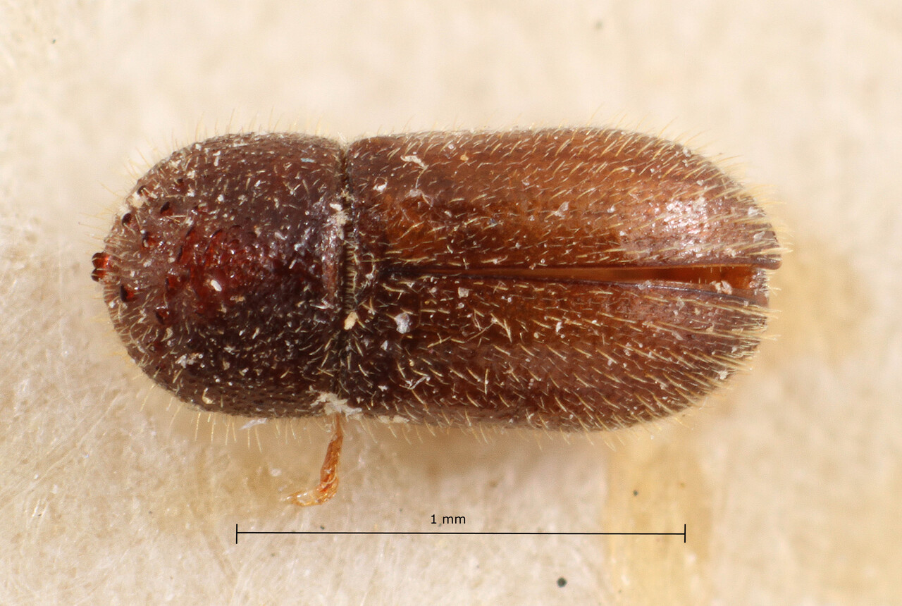 Genus / Species: Hypothenemus fuscicollis | Image Author: TH Atkinson | Location: Indonesia, Java, Buitenzorg | Image Type: holotype | Collection: Naturhistorisches Museum Wien