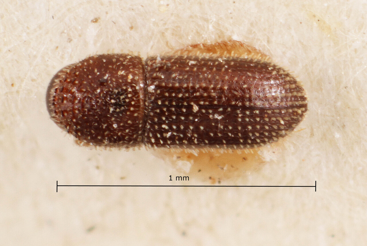 Genus / Species: Hypothenemus plumeriae | Image Author: TH Atkinson | Location: Lesser Antilles, Guadeloupe, Guadeloupe | Image Type: holotype | Collection: Naturhistorisches Museum Wien