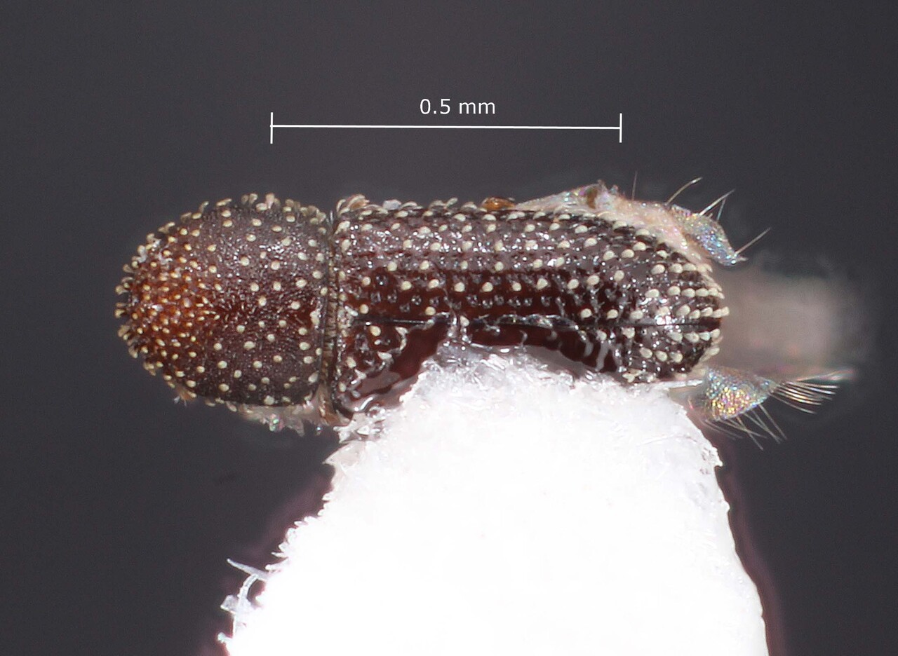 Genus / Species: Pygmaeoborus cubensis | Image Author: TH Atkinson | Location: Brazil, Rio Grande do Sul, Santa Maria | Collection: Faculdade de Engenharia