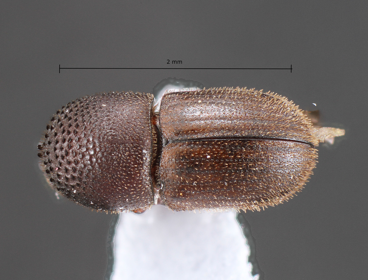 Genus / Species: Hypothenemus abhorrens | Image Author: TH Atkinson | Location: Brazil, São Paulo, Três Fronteiras | Collection: University of Texas Insect Collection