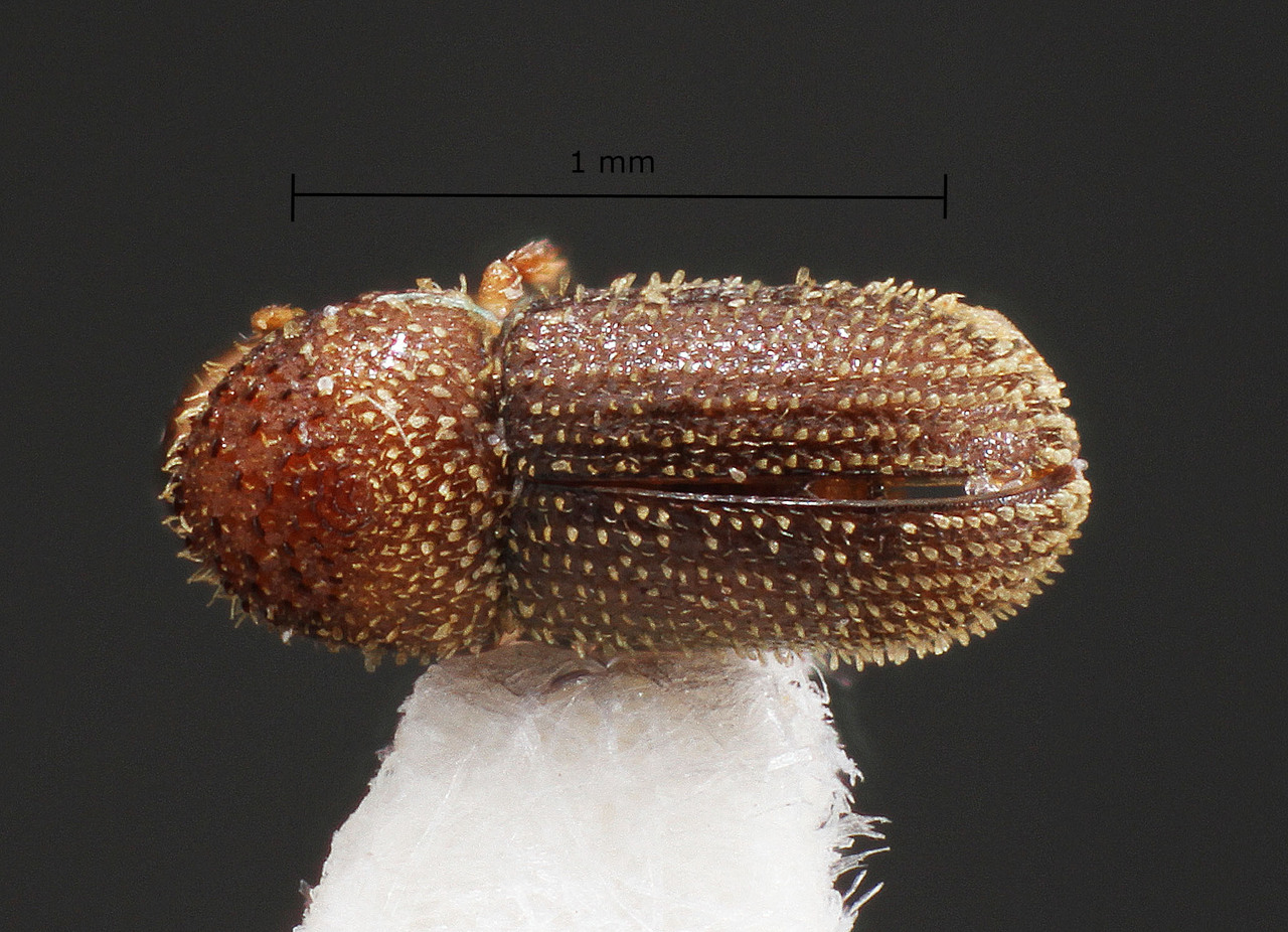 Genus / Species: Hypothenemus columbi | Image Author: TH Atkinson | Location: Brazil, Mato Grosso do Sul, Selvíria | Collection: Faculdade de Engenharia