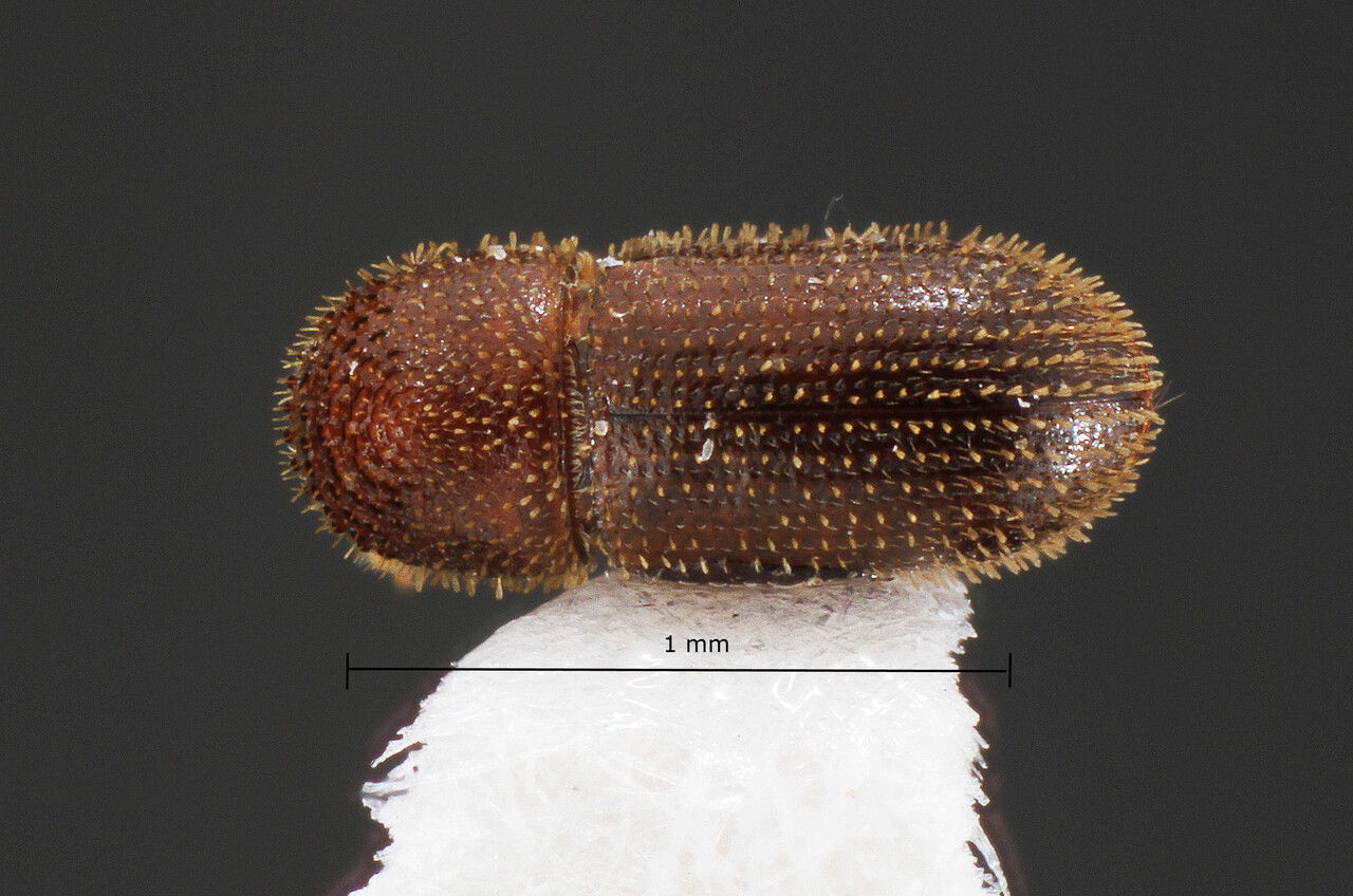 Genus / Species: Hypothenemus areccae | Image Author: TH Atkinson | Location: Brazil, Rôndonia, Ouro Preto do Oeste | Collection: University of Texas Insect Collection