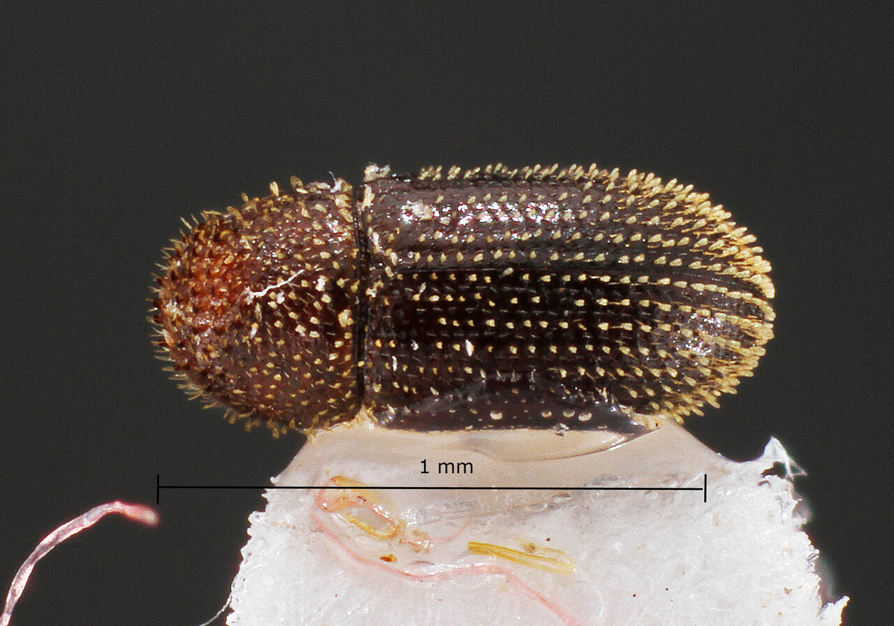 Genus / Species: Hypothenemus ascitus | Image Author: TH Atkinson | Location: Brazil, São Paulo, Santana de Ponte Pensa | Collection: University of Texas Insect Collection