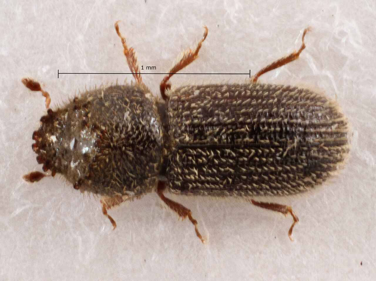 Genus / Species: Hypothenemus aulmanni | Image Author: TH Atkinson | Location: México, Oaxaca, Oaxaca, 7 km N hwy 175 | Collection: Zoological Museum