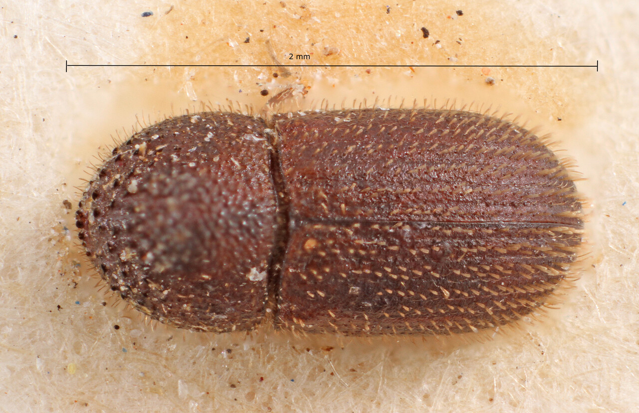 Genus / Species: Hypothenemus bolivianus | Image Author: TH Atkinson | Location: Bolivia, Cochabamba, Cochabamba (departamento) | Image Type: holotype | Collection: Entomology
