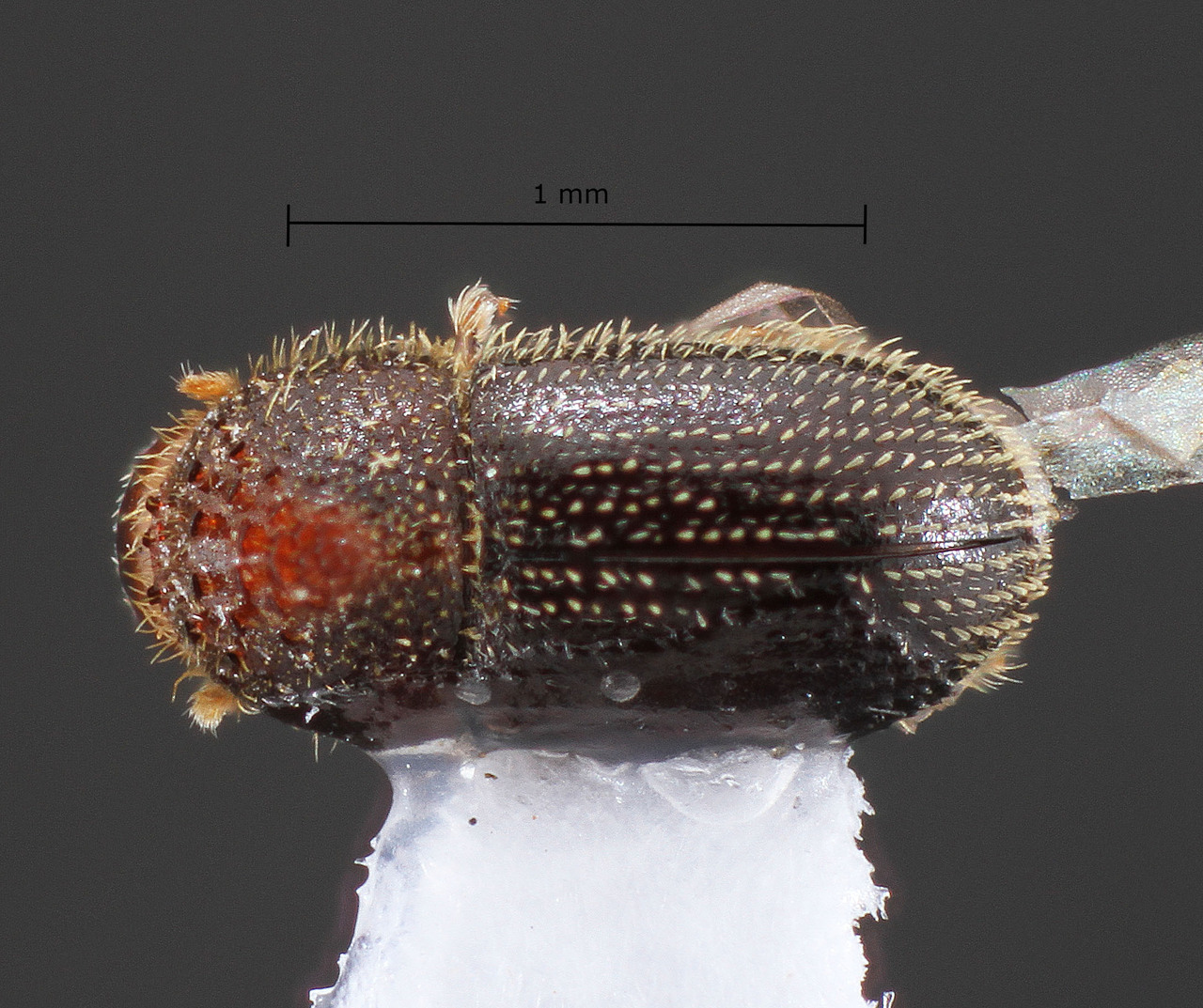 Genus / Species: Hypothenemus brunneus | Image Author: TH Atkinson | Location: Brazil, Ceará, Crato | Collection: Faculdade de Engenharia