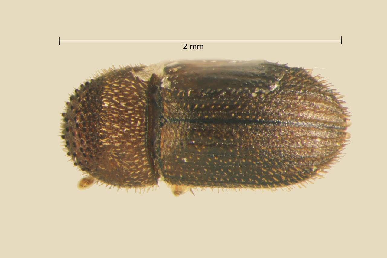 Genus / Species: Hypothenemus opacus | Image Author: TH Atkinson | Location: Brazil, Mato Grosso do Sul, Selvíria | Collection: Faculdade de Engenharia