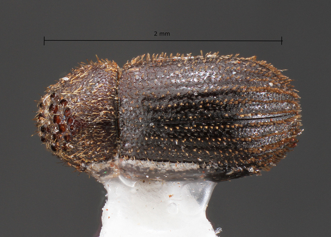 Genus / Species: Hypothenemus subsulcatus | Image Author: TH Atkinson | Location: Brazil, Mato Grosso do Sul, Selvíria | Collection: Faculdade de Engenharia