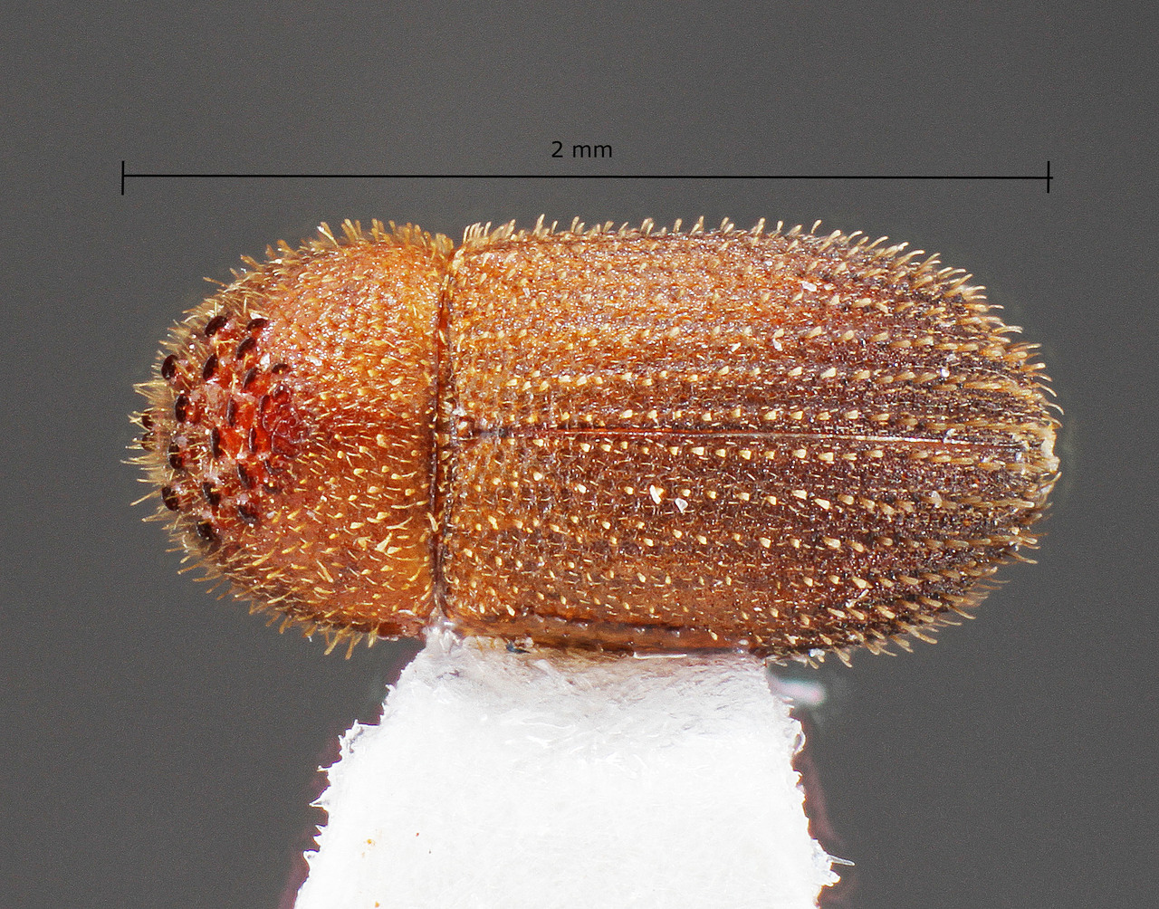 Genus / Species: Hypothenemus lunzi | Image Author: TH Atkinson | Location: Brazil, Pará, Río Maria | Collection: Faculdade de Engenharia
