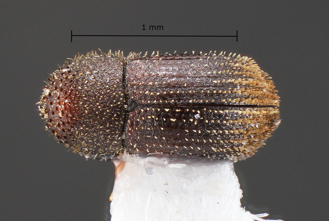 Genus / Species: Hypothenemus cordeiroi | Image Author: TH Atkinson | Location: Brazil, Paraná, Telêmaco Borba | Collection: Faculdade de Engenharia